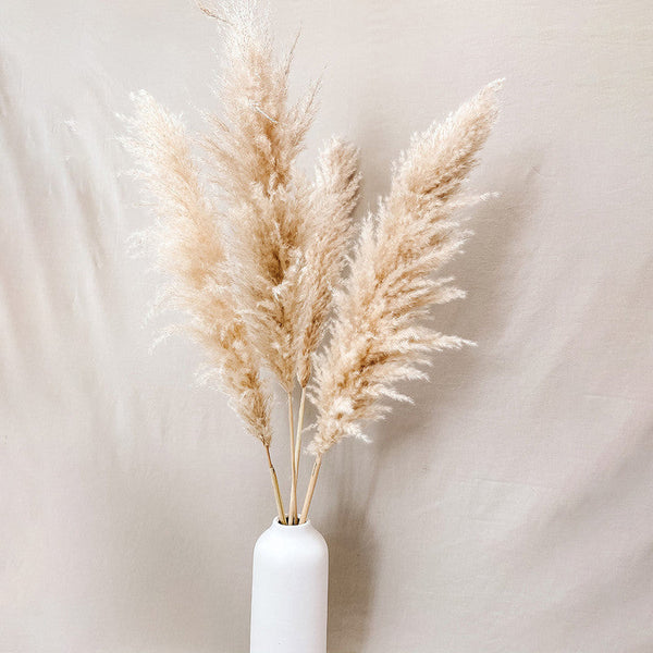 Dried Flowers | Natural Pampas | Preserved Grass | Off-White | 5 Stem | 4 Ft