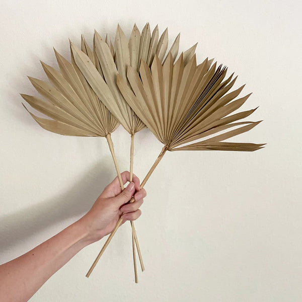 Decor Palm Leaf | Dried Flower | Natural | 10 Stems | 15 inch