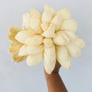 Dried Sola Flower Stick | Corn Husk | Off-White | Set of 2