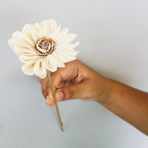 Dried Sola Flower Stick | Sun Flower | Off-White | Set of 5