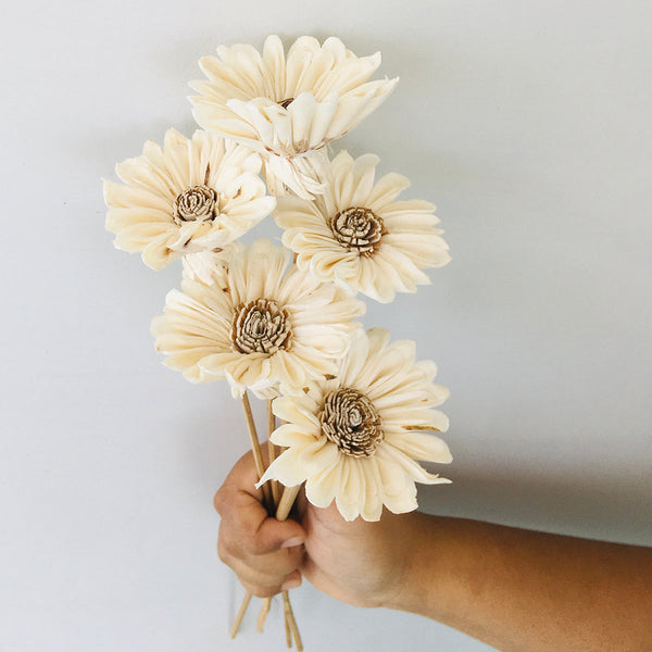 Dried Sola Flower Stick | Sun Flower | Off-White | Set of 5