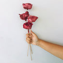 Dried Sola Flower Stick | Ombre Wine | Set of 5