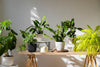 Best Indoor Plants