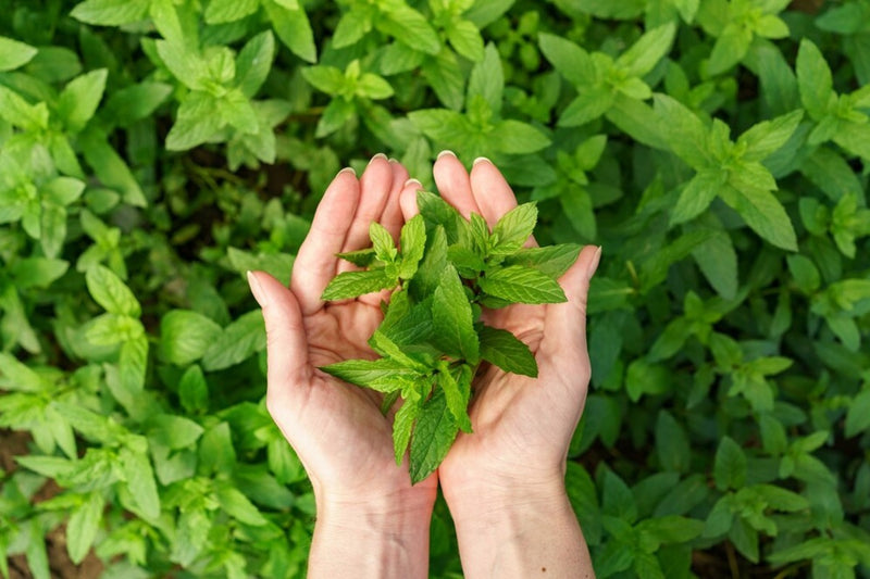 Tulsi Leaf Benefits