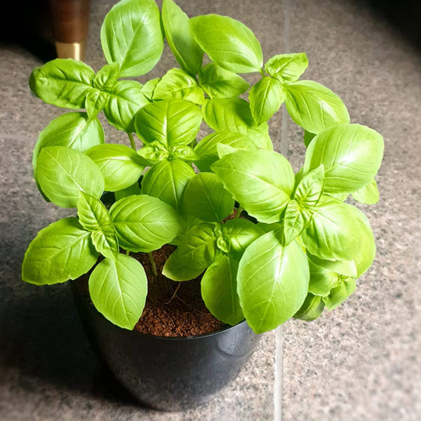 DIY Italian Basil Genovese Gardening Kit