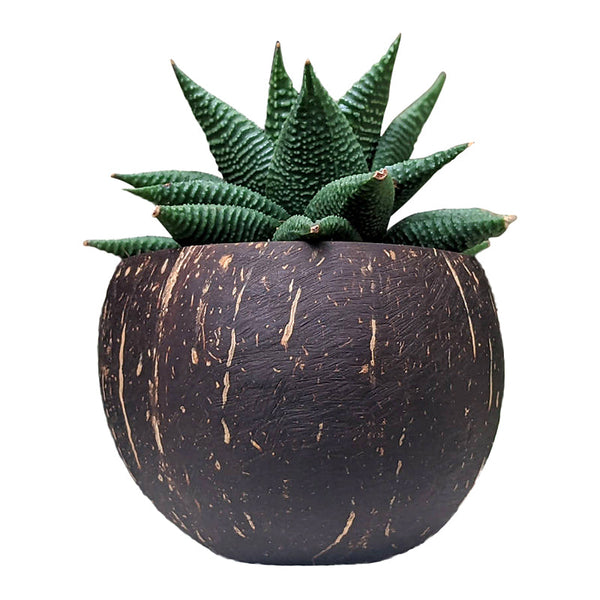 Coconut Planter | Indoor Plant Pots | Handmade