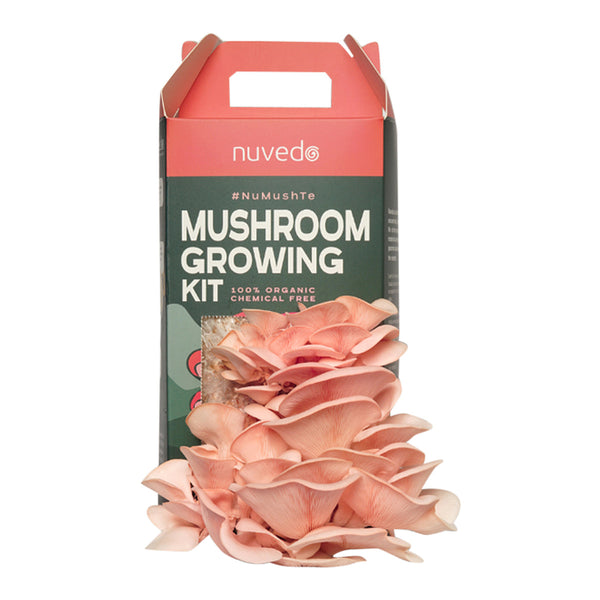 Chemical Free Pink Oyster Mushroom Growing Kit