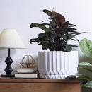 Ceramic Medium Planter | White