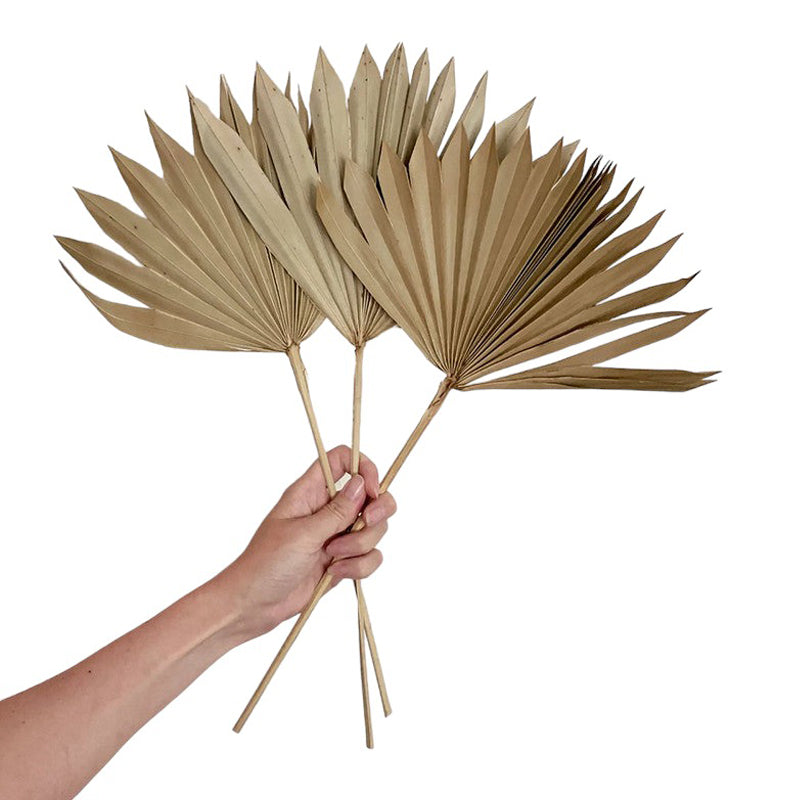 Decor Palm Leaf | Dried Flower | Natural | 10 Stems | 15 inch