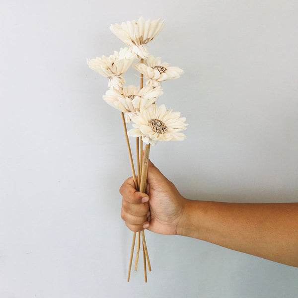 Dried Sola Flower Stick | Sun Flower | Off-White | Set of 5