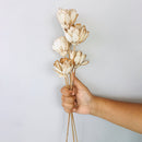 Dried Sola Flower Stick | Almond | Off-White | Set of 5