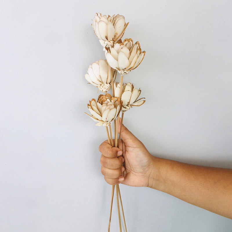 Dried Sola Flower Stick | Almond | Off-White | Set of 5