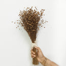 Dried Grass Stem | For Home Décor | Brown | 50 Stems | 14 inches