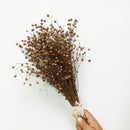 Dried Grass Stem | For Home Décor | Brown | 50 Stems | 14 inches