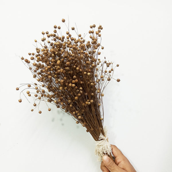 Dried Grass Stem | For Home Décor | Brown | 50 Stems | 14 inches