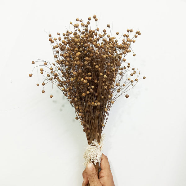 Dried Grass Stem | For Home Décor | Brown | 50 Stems | 14 inches