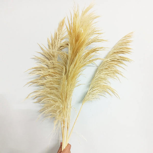 Dried Pampas Grass | 6 Stems | 3 Feet