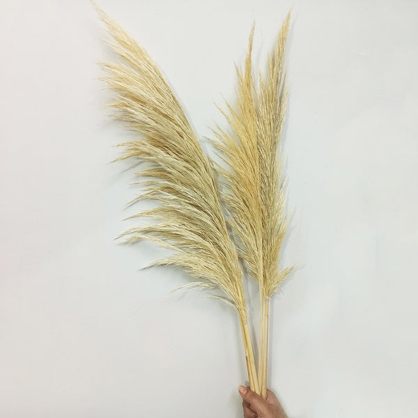 Dried Pampas Grass | 6 Stems | 3 Feet