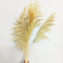 Off White Natural Pampas Grass - 5 stems | 3 Feet