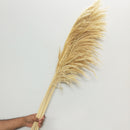 Off White Natural Pampas Grass - 5 stems | 3 Feet