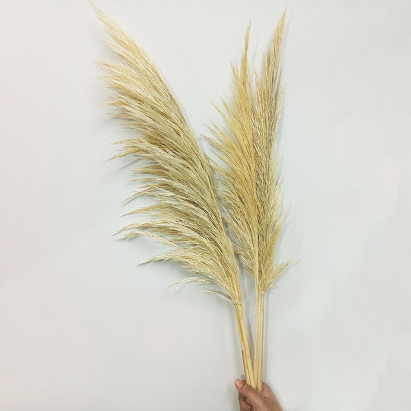 Off White Natural Pampas Grass - 5 stems | 3 Feet