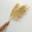 Off White Natural Pampas Grass - 5 stems | 3 Feet