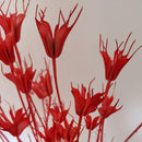 Nigella Dried Flowers | Red | 40 cm