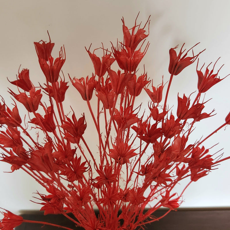 Nigella Dried Flowers | Red | 40 cm