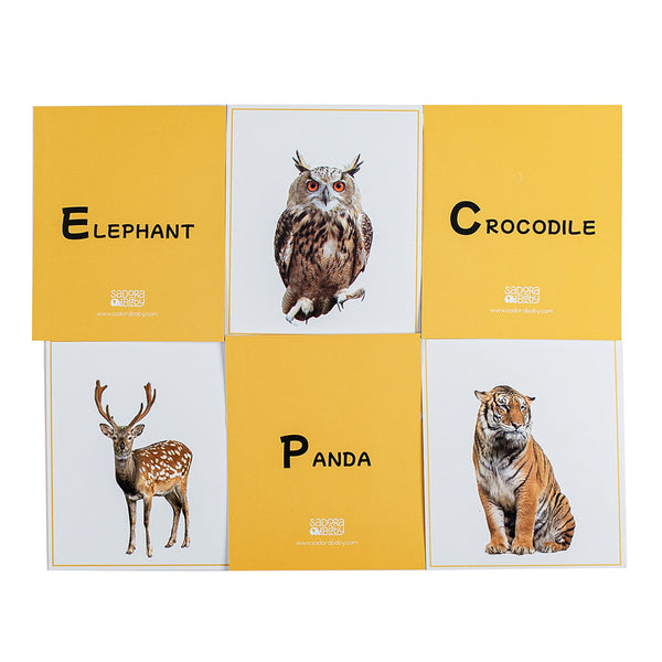 Wild Animal Flashcards for Baby & Kids | Multicolour | 33 Cards