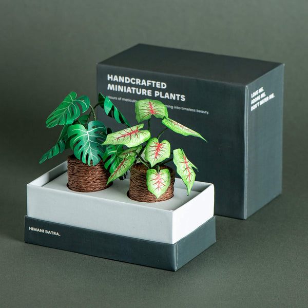 Miniature Paper Plant | Caladium & Monstera | Green | Set of 2