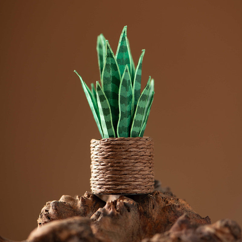 Miniature Paper Plant | Snake Plant | Green