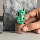 Miniature Paper Plant | Snake Plant | Green