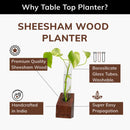 Sheesham Wood Planter | Plant Propagation Station | Set of 4