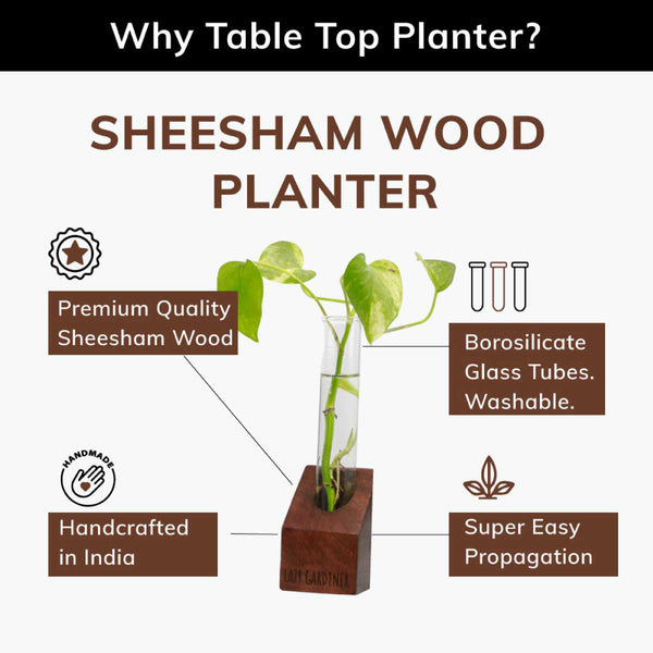 Sheesham Wood Planter | Plant Propagation Station | Set of 4