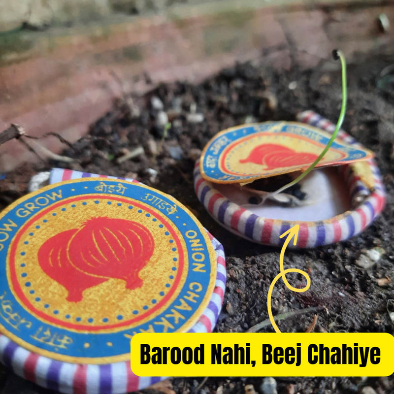 Festive Gifts | Plantable Seed Crackers | Eco Friendly Beej Patakha | Multicolour