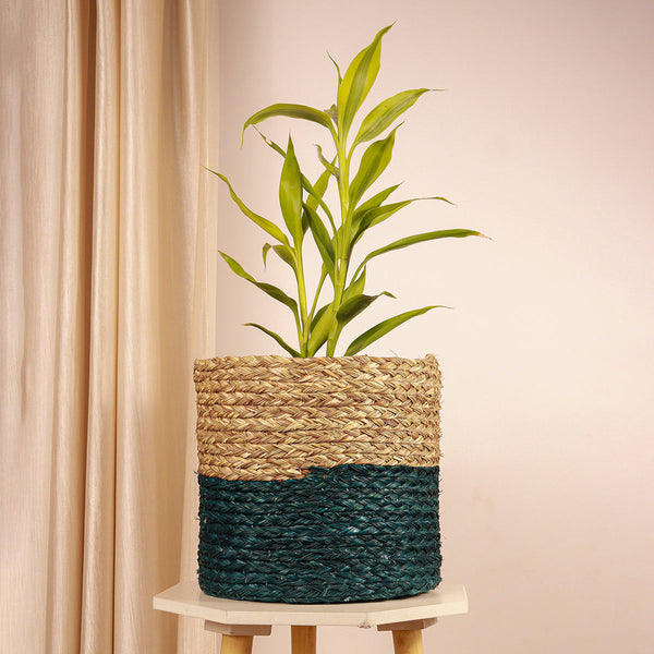 Sabai Grass Planter | Blue & Natural | 23 inches