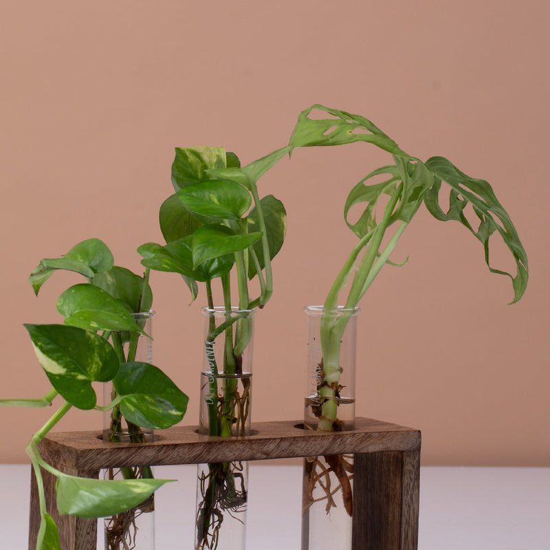 Wooden Test Tube Planter | Brown | 19 cm