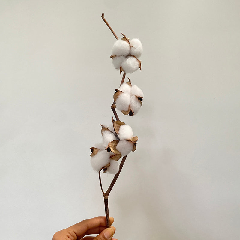 Dried Cotton Flowers | 6 Sticks