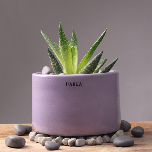 Ceramic Bowl Planter | Purple
