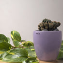 Ceramic Planters | Pot | Purple