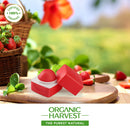 Organic Harvest Red Tinted Lip Balm | Hibiscus |For Women, Men | 10 g