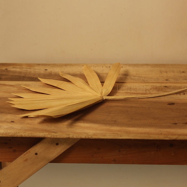 Dried & Preserved Palm Leaf | Set of 5