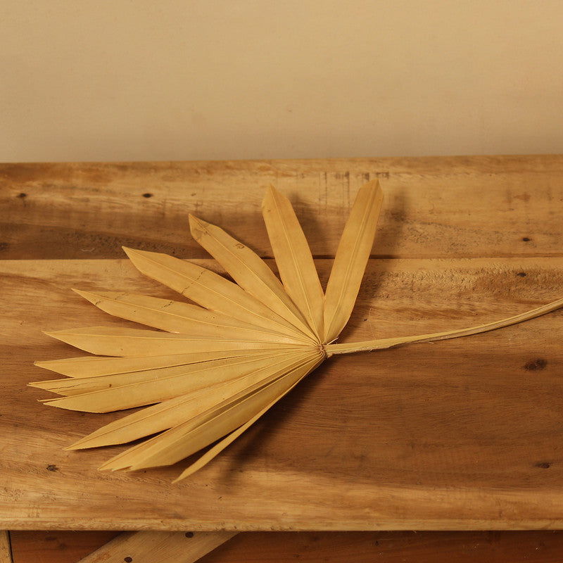 Dried & Preserved Palm Leaf | Set of 5