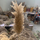 Pampas Grass | Preserved Fluffy Grass | Brown | 10 Stems | 3 Ft