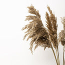 Pampas Grass | Preserved Fluffy Grass | Brown | 10 Stems | 3 Ft