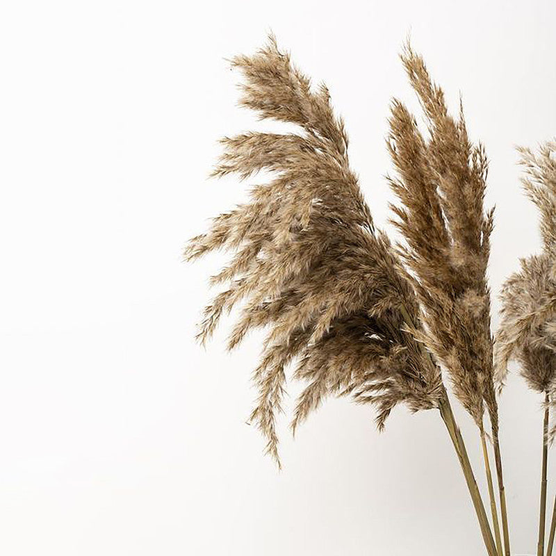 Pampas Grass | Preserved Fluffy Grass | Brown | 10 Stems | 3 Ft