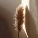 Pampas Grass | Preserved Fluffy Grass | Brown | 10 Stems | 3 Ft