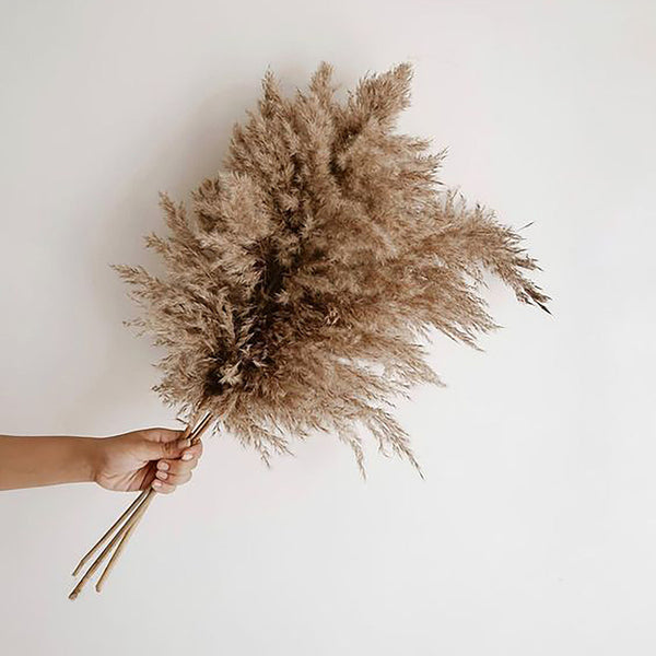 Pampas Grass | Preserved Fluffy Grass | Brown | 10 Stems | 3 Ft