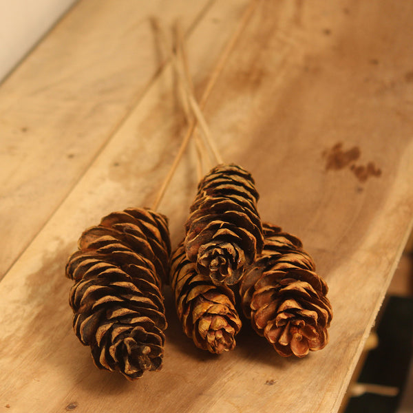 Dried & Preserved Tall Pine Cone | Set of 4