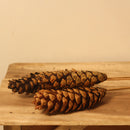 Dried & Preserved Tall Pine Cone | Set of 4